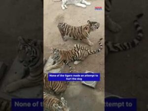 Subway Surfers Caught On Camera, As 8 People Seen Running On Top Of Two Train Cars #shorts