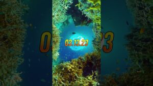 🐠  #subwaysurfers