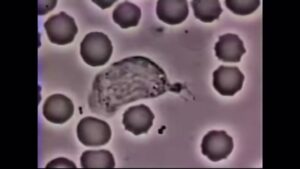 White blood cell chasing bacteria but with subway surfers soundtrack