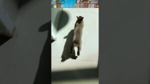 Subway Surfers versión popito 🐇 #popito #conejos #comedia #cierraelosico